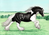 Gypsy Vanner, Equine Art - Leo (Gyspy Vanner)